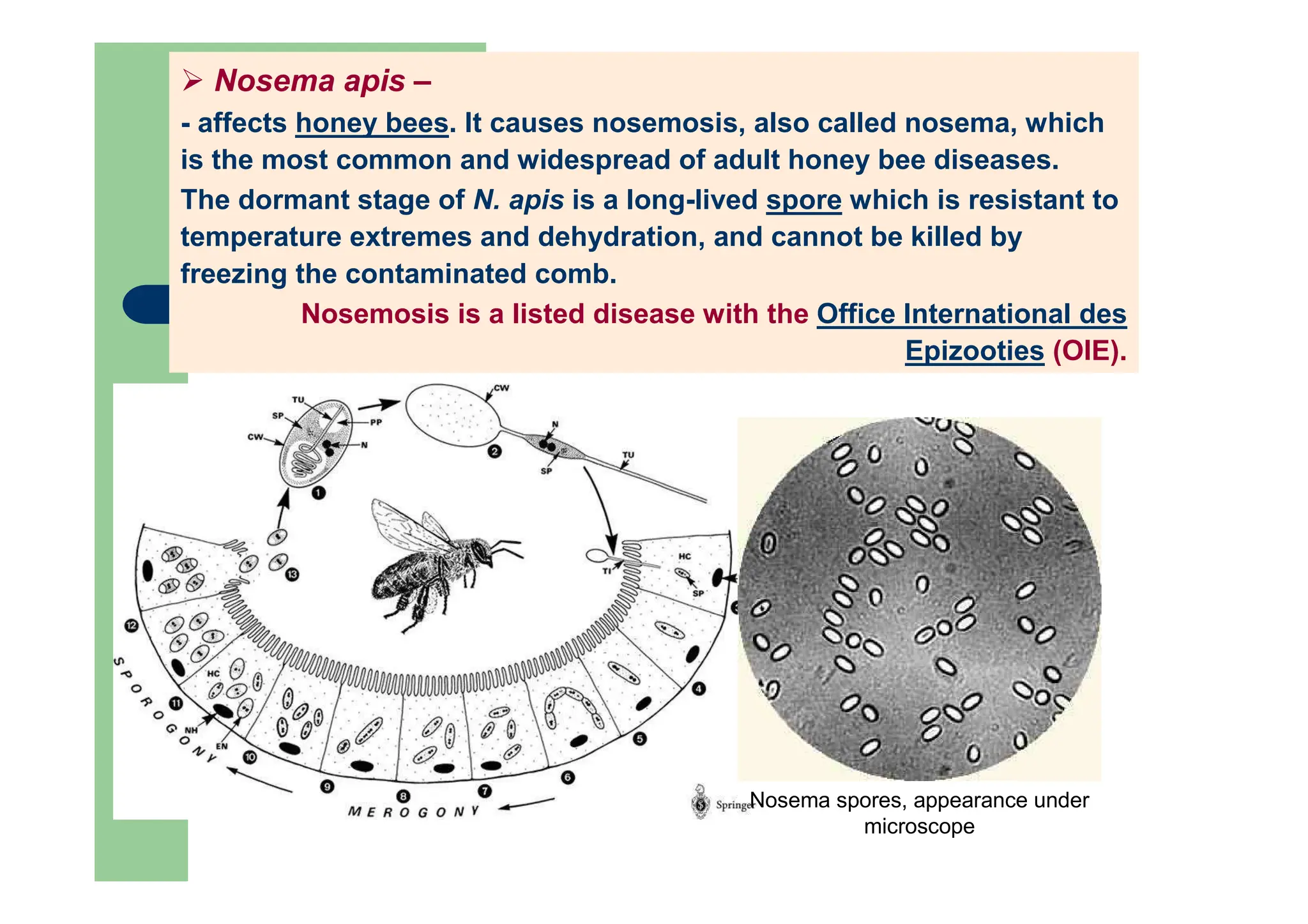 Nosema apis –
- affects honey bees. It causes nosemosis, also called nosema, which
is the most common and widespread of adult honey bee diseases.
The dormant stage of N. apis is a long-lived spore which is resistant to
temperature extremes and dehydration, and cannot be killed by
freezing the contaminated comb.
Nosemosis is a listed disease with the Office International des
Epizooties (OIE).
Nosema spores, appearance under
microscope
 