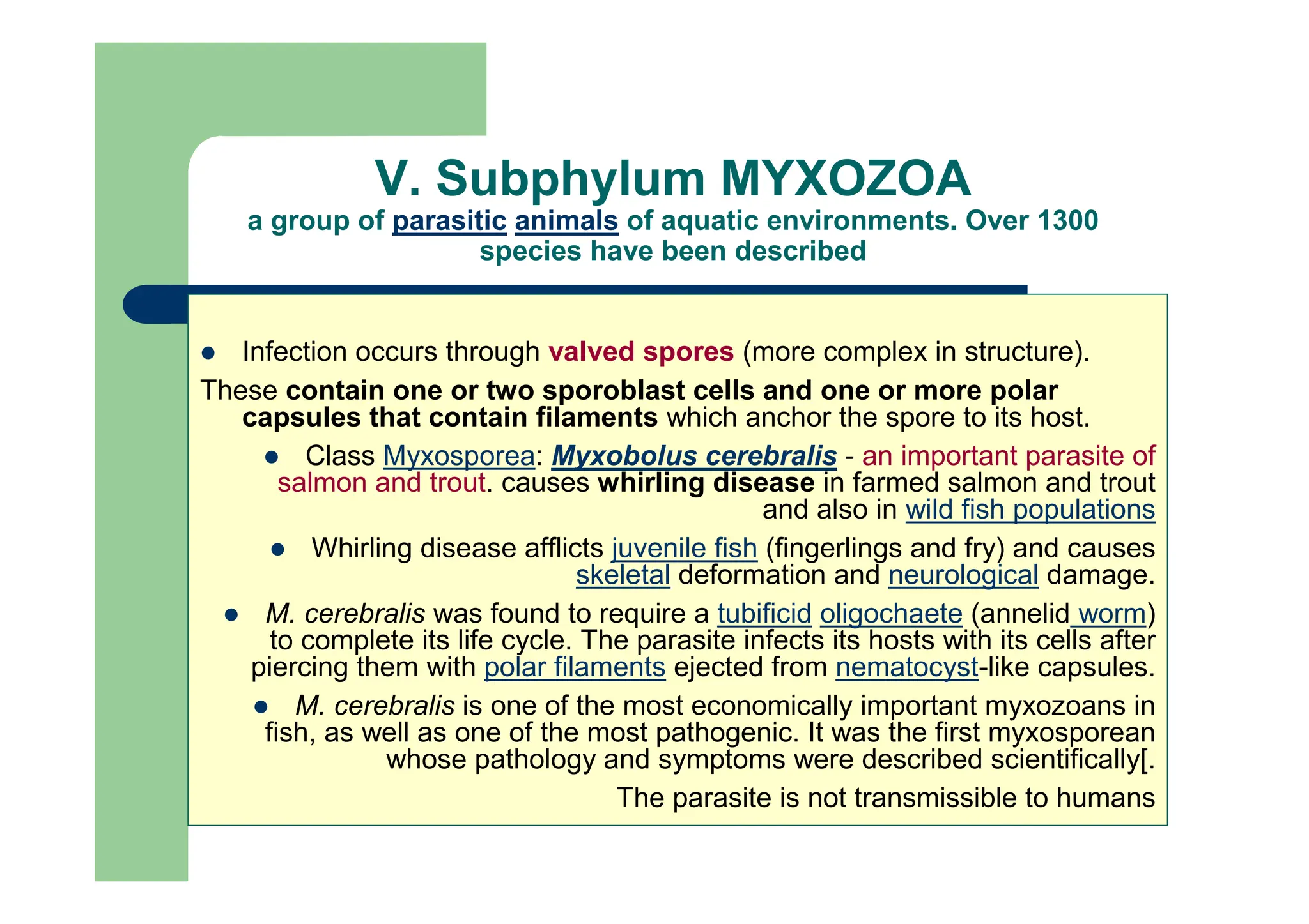V. Subphylum MYXOZOA
a group of parasitic animals of aquatic environments. Over 1300
species have been described
Infection occurs through valved spores (more complex in structure).
These contain one or two sporoblast cells and one or more polar
capsules that contain filaments which anchor the spore to its host.
Class Myxosporea: Myxobolus cerebralis - an important parasite of
salmon and trout. causes whirling disease in farmed salmon and trout
and also in wild fish populations
Whirling disease afflicts juvenile fish (fingerlings and fry) and causes
skeletal deformation and neurological damage.
M. cerebralis was found to require a tubificid oligochaete (annelid worm)
to complete its life cycle. The parasite infects its hosts with its cells after
piercing them with polar filaments ejected from nematocyst-like capsules.
M. cerebralis is one of the most economically important myxozoans in
fish, as well as one of the most pathogenic. It was the first myxosporean
whose pathology and symptoms were described scientifically[.
The parasite is not transmissible to humans
 