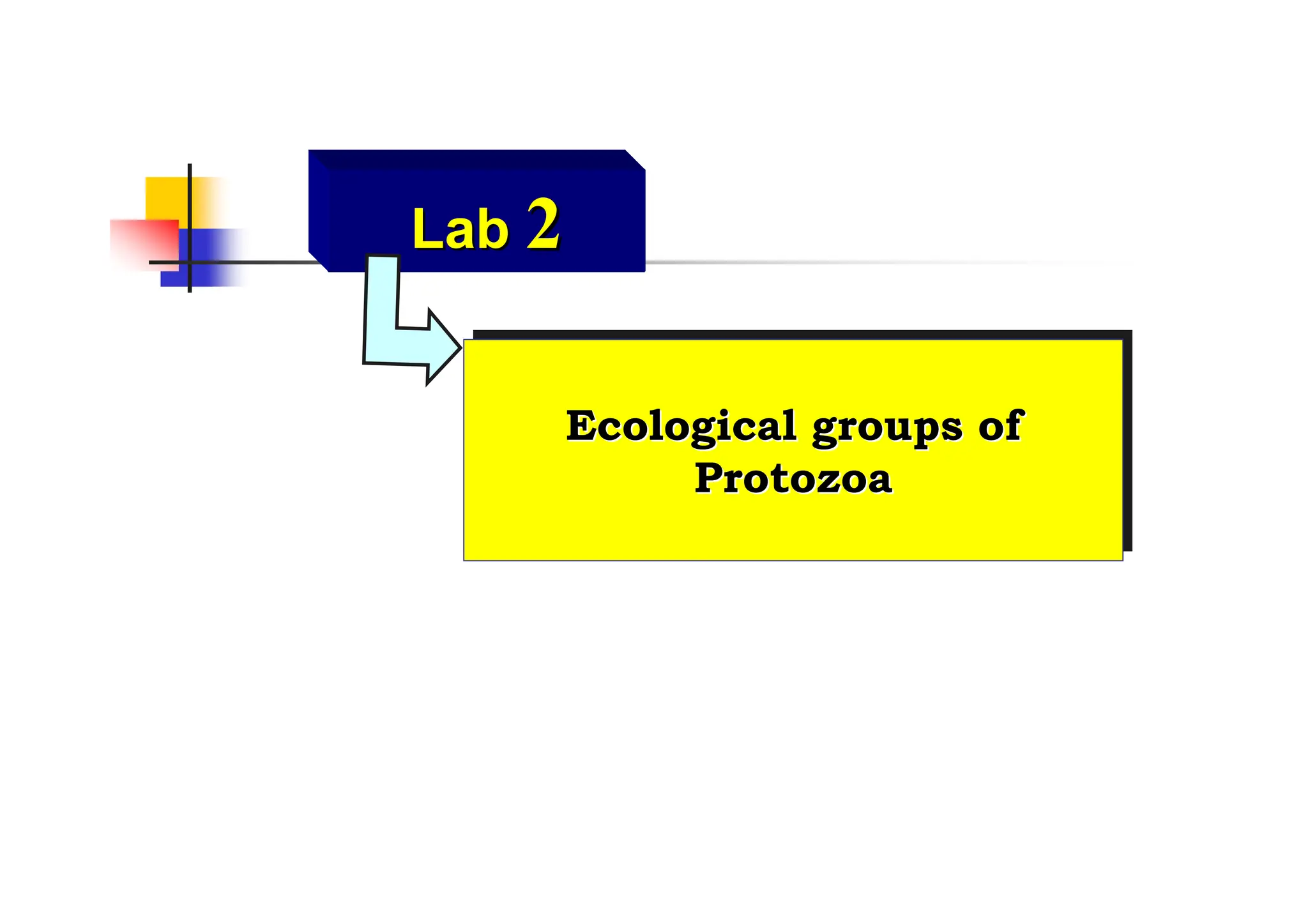 Ecological groups of
Protozoa
Ecological groups of
Ecological groups of
Protozoa
Protozoa
Lab
Lab 2
2
 