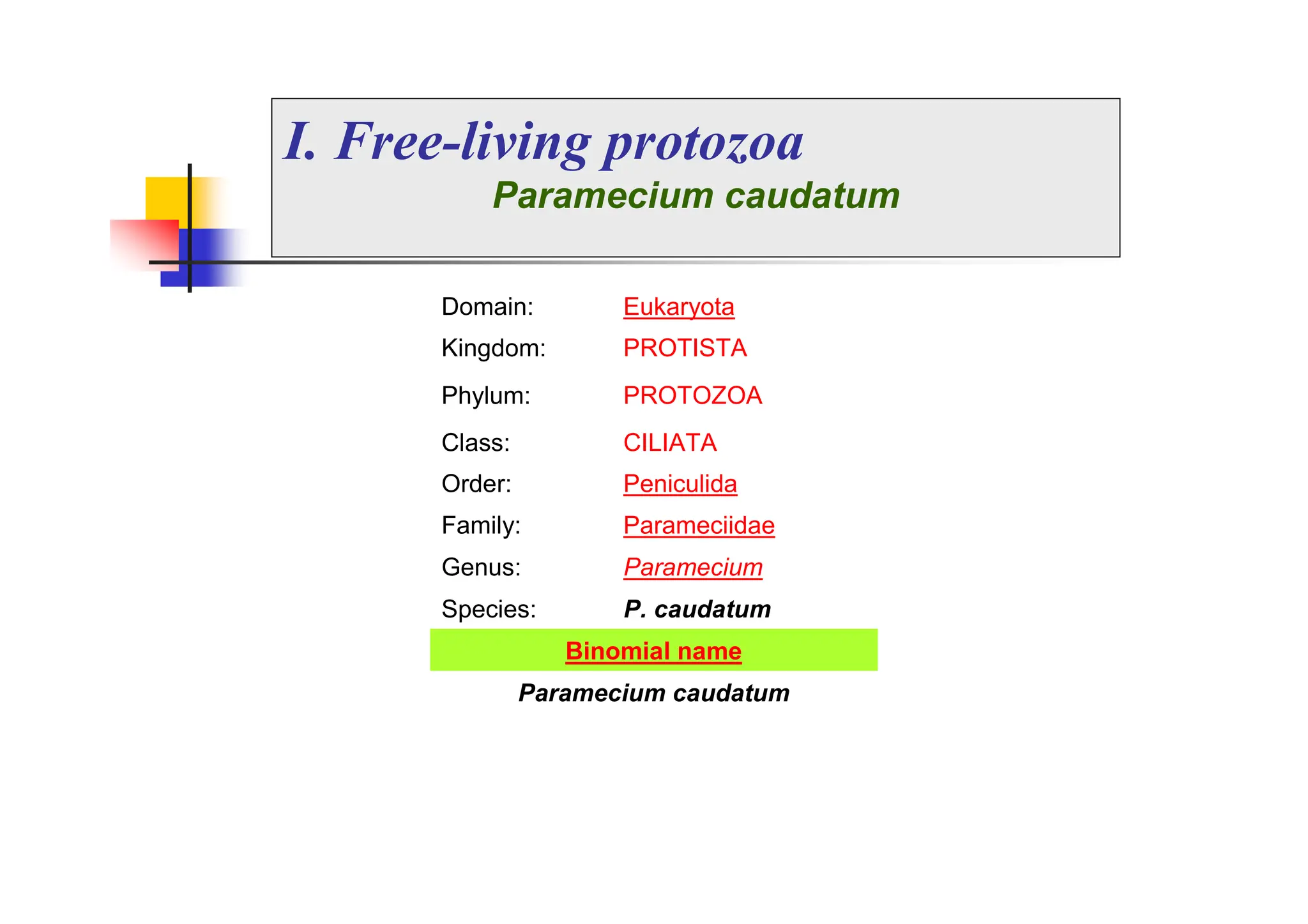 I. Free-living protozoa
Paramecium caudatum
Domain: Eukaryota
Kingdom: PROTISTA
Phylum: PROTOZOA
Class: CILIATA
Order: Peniculida
Family: Parameciidae
Genus: Paramecium
Species: P. caudatum
Binomial name
Paramecium caudatum
 