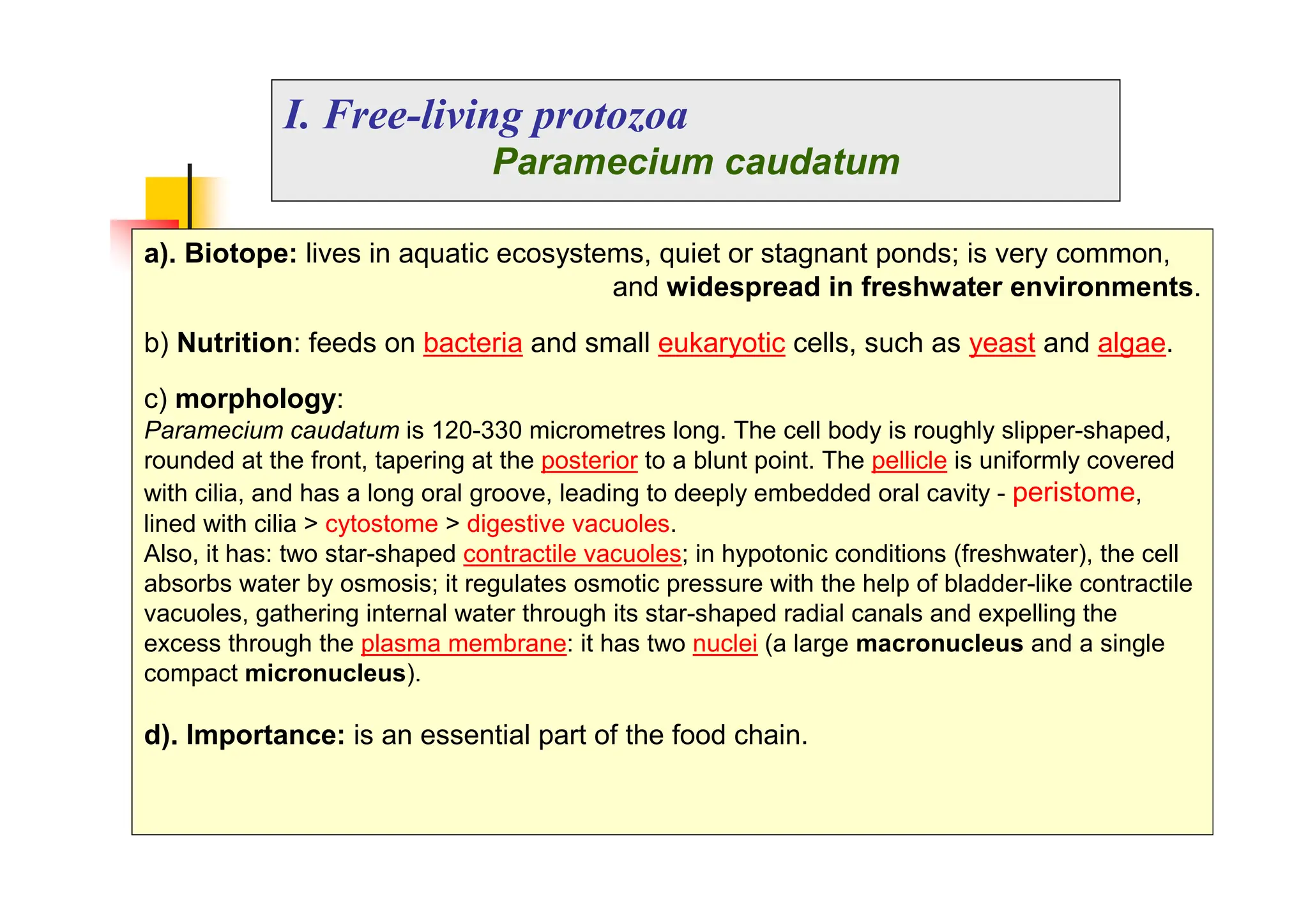 I. Free-living protozoa
Paramecium caudatum
a). Biotope: lives in aquatic ecosystems, quiet or stagnant ponds; is very common,
and widespread in freshwater environments.
b) Nutrition: feeds on bacteria and small eukaryotic cells, such as yeast and algae.
c) morphology:
Paramecium caudatum is 120-330 micrometres long. The cell body is roughly slipper-shaped,
rounded at the front, tapering at the posterior to a blunt point. The pellicle is uniformly covered
with cilia, and has a long oral groove, leading to deeply embedded oral cavity - peristome,
lined with cilia > cytostome > digestive vacuoles.
Also, it has: two star-shaped contractile vacuoles; in hypotonic conditions (freshwater), the cell
absorbs water by osmosis; it regulates osmotic pressure with the help of bladder-like contractile
vacuoles, gathering internal water through its star-shaped radial canals and expelling the
excess through the plasma membrane: it has two nuclei (a large macronucleus and a single
compact micronucleus).
d). Importance: is an essential part of the food chain.
 