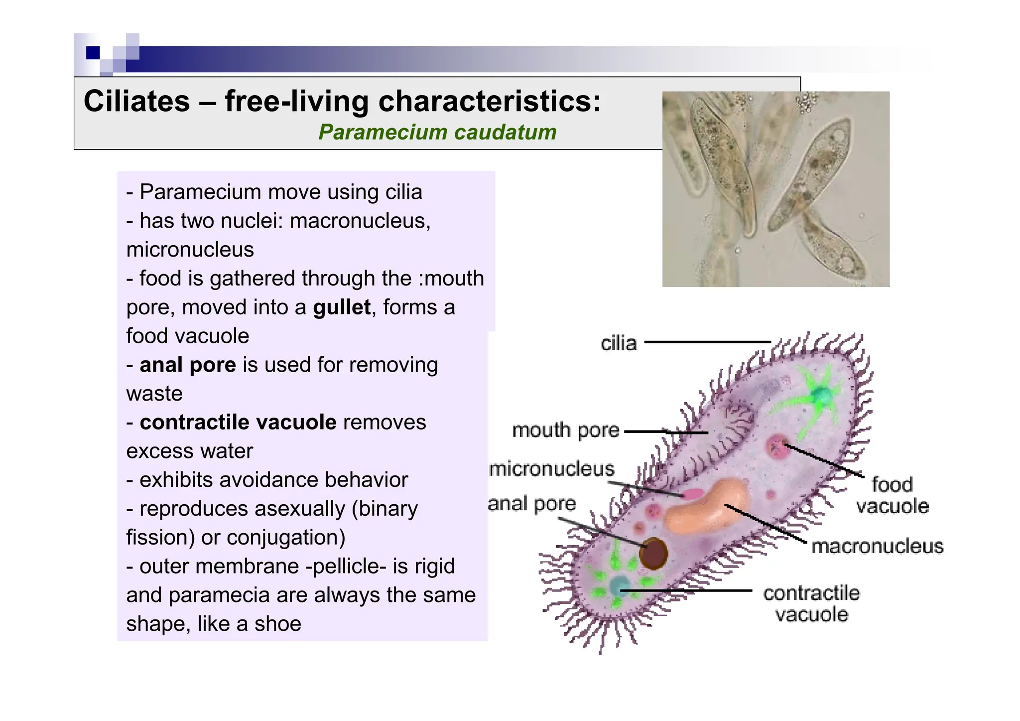 Ciliates – free-living characteristics:
Paramecium caudatum
- Paramecium move using cilia
- has two nuclei: macronucleus,
micronucleus
- food is gathered through the :mouth
pore, moved into a gullet, forms a
food vacuole
- anal pore is used for removing
waste
- contractile vacuole removes
excess water
- exhibits avoidance behavior
- reproduces asexually (binary
fission) or conjugation)
- outer membrane -pellicle- is rigid
and paramecia are always the same
shape, like a shoe
 