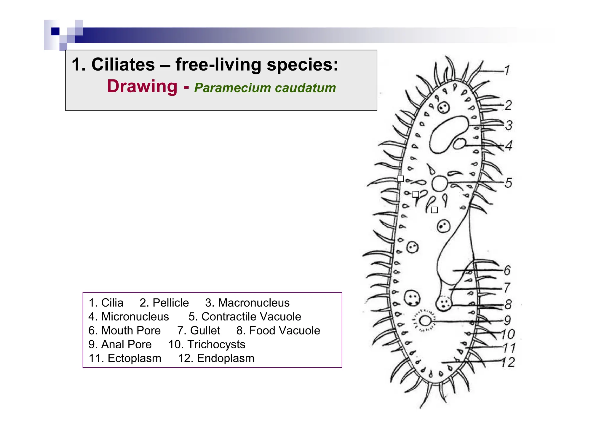 1. Cilia 2. Pellicle 3. Macronucleus
4. Micronucleus 5. Contractile Vacuole
6. Mouth Pore 7. Gullet 8. Food Vacuole
9. Anal Pore 10. Trichocysts
11. Ectoplasm 12. Endoplasm
1. Ciliates – free-living species:
Drawing - Paramecium caudatum
 
