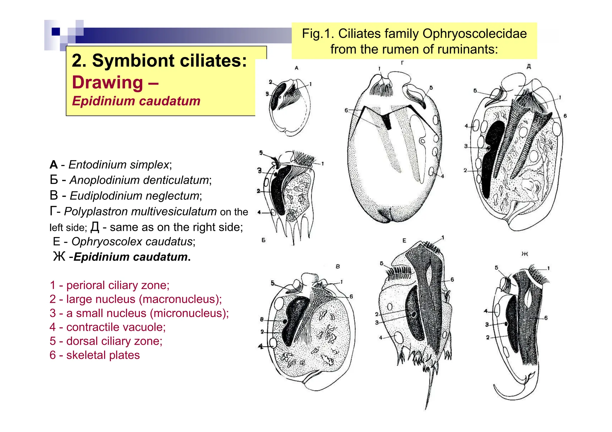 2. Symbiont ciliates:
Drawing –
Epidinium caudatum
A - Entodinium simplex;
Б - Anoplodinium denticulatum;
В - Eudiplodinium neglectum;
Г- Polyplastron multivesiculatum on the
left side; Д - same as on the right side;
E - Ophryoscolex caudatus;
Ж -Epidinium caudatum.
1 - perioral ciliary zone;
2 - large nucleus (macronucleus);
3 - a small nucleus (micronucleus);
4 - contractile vacuole;
5 - dorsal ciliary zone;
6 - skeletal plates
Fig.1. Ciliates family Ophryoscolecidae
from the rumen of ruminants:
 