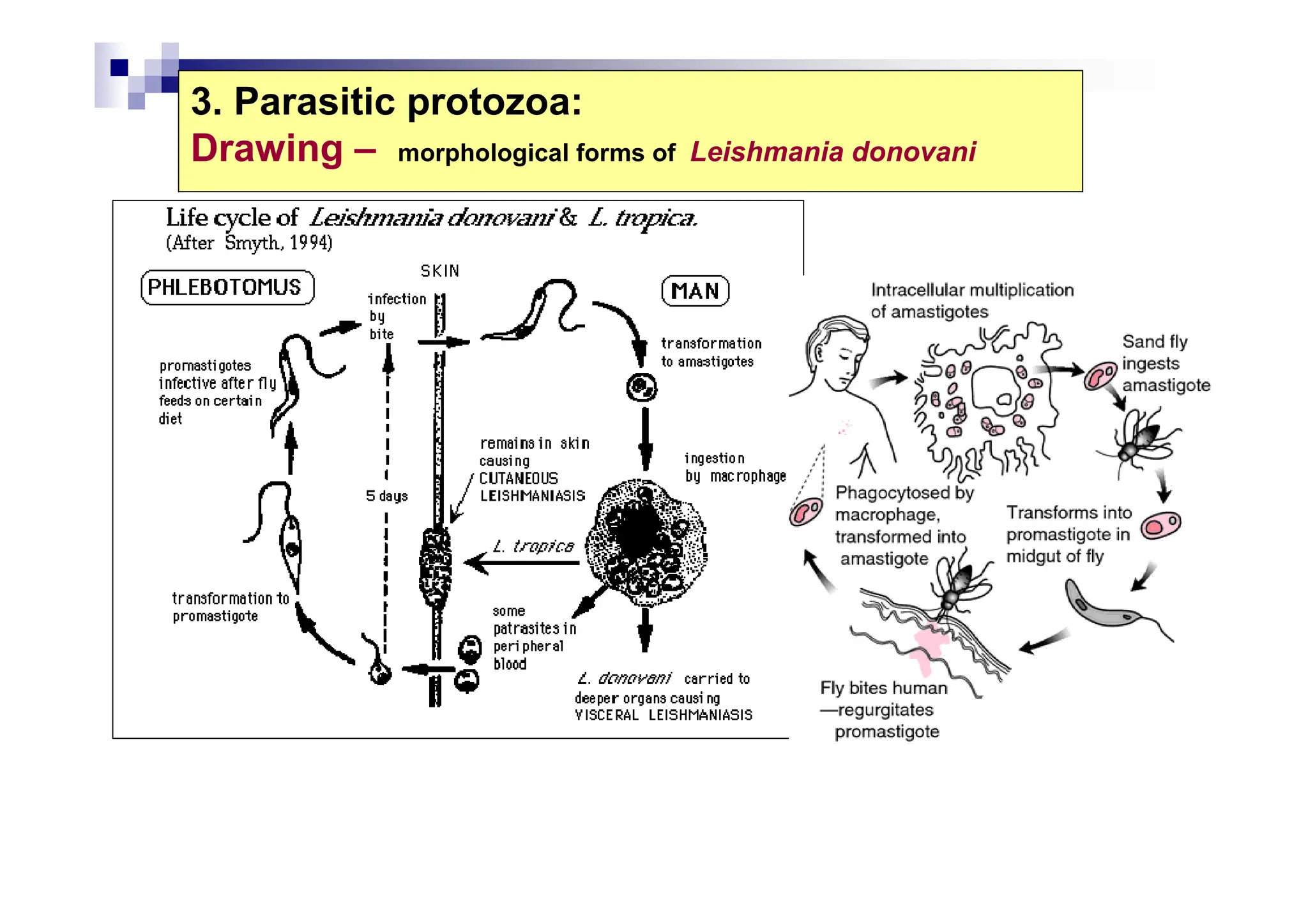 3. Parasitic protozoa:
Drawing – morphological forms of Leishmania donovani
 