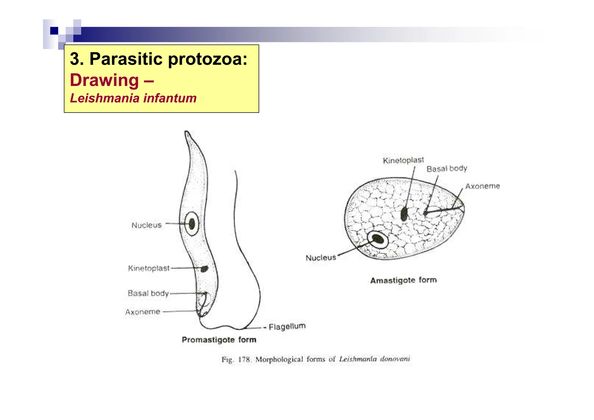 3. Parasitic protozoa:
Drawing –
Leishmania infantum
 