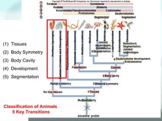 2. Sponges_kuliah. Pendidikan Biologi Semester 3 | PPT