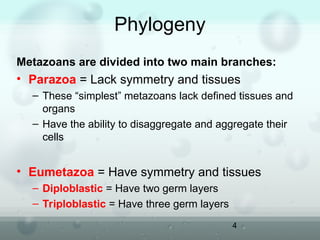 Parazoa Example Drawing 2. Sponges_kuliah. Pendidikan Biologi Semester 3 | PPT