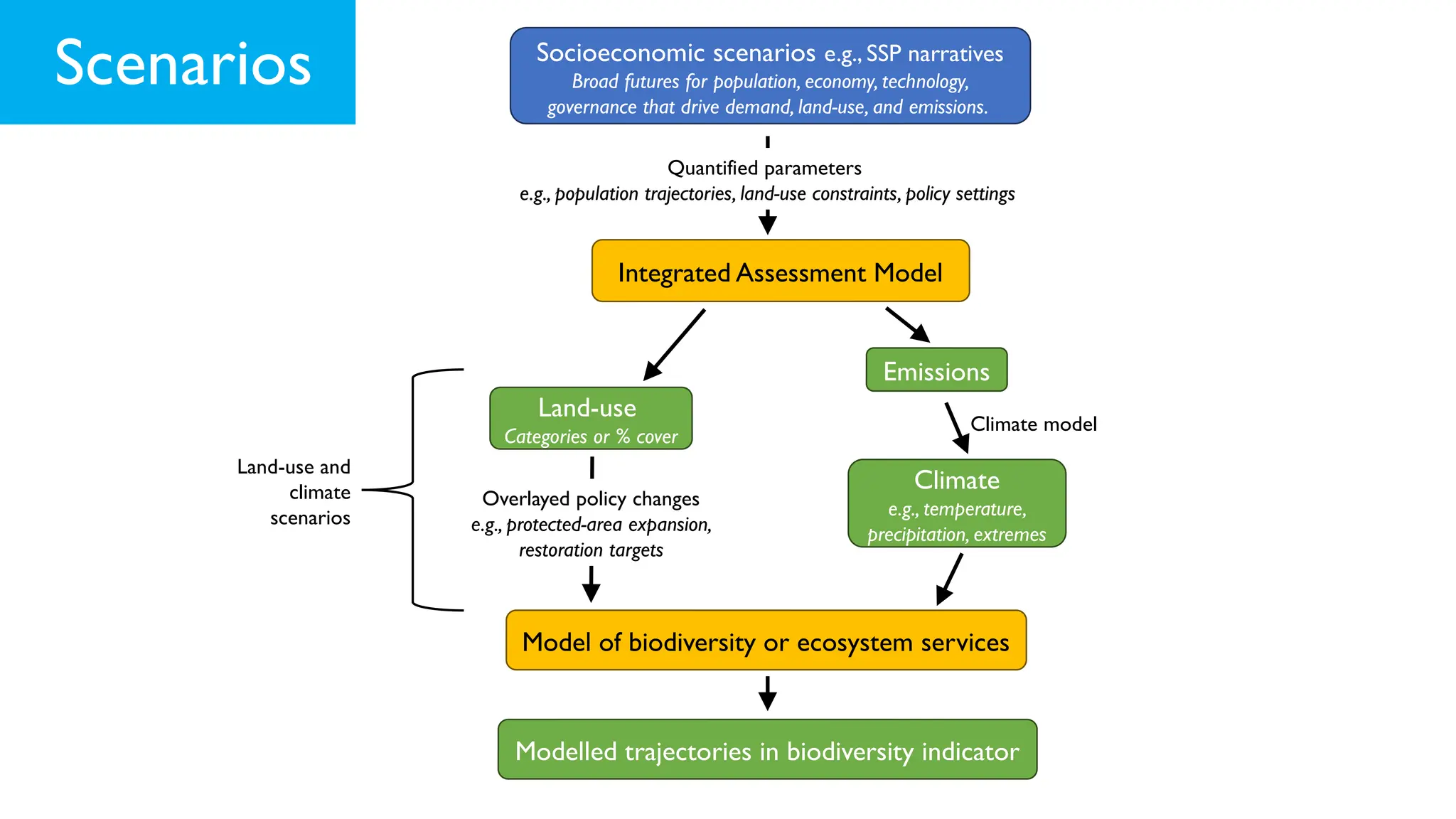 Scenarios Socioeconomic scenarios e.g., SSP narratives
Broad futures for population, economy, technology,
governance that drive demand, land-use, and emissions.
Integrated Assessment Model
Quantified parameters
e.g., population trajectories, land-use constraints, policy settings
Emissions
Land-use
Categories or % cover
Climate
e.g., temperature,
precipitation, extremes
Climate model
Model of biodiversity or ecosystem services
Modelled trajectories in biodiversity indicator
Overlayed policy changes
e.g., protected-area expansion,
restoration targets
Land-use and
climate
scenarios
 