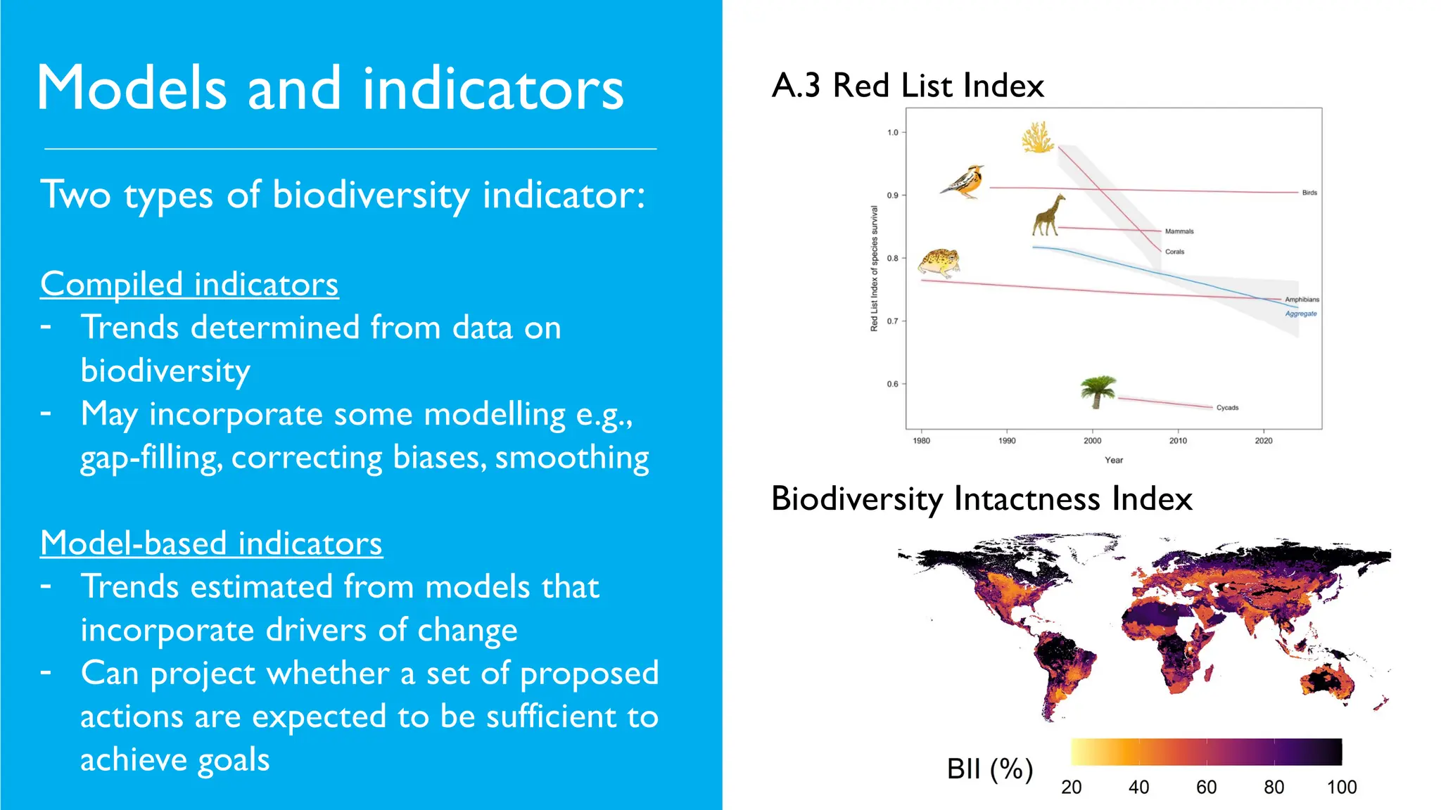 Models and indicators
Two types of biodiversity indicator:
Compiled indicators
- Trends determined from data on
biodiversity
- May incorporate some modelling e.g.,
gap-filling, correcting biases, smoothing
Model-based indicators
- Trends estimated from models that
incorporate drivers of change
- Can project whether a set of proposed
actions are expected to be sufficient to
achieve goals
A.3 Red List Index
Biodiversity Intactness Index
 