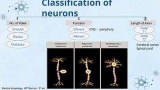 Axon Classifications 2. NEURO MUSCULAR physIOLOGY PRESENATTION | PPTX