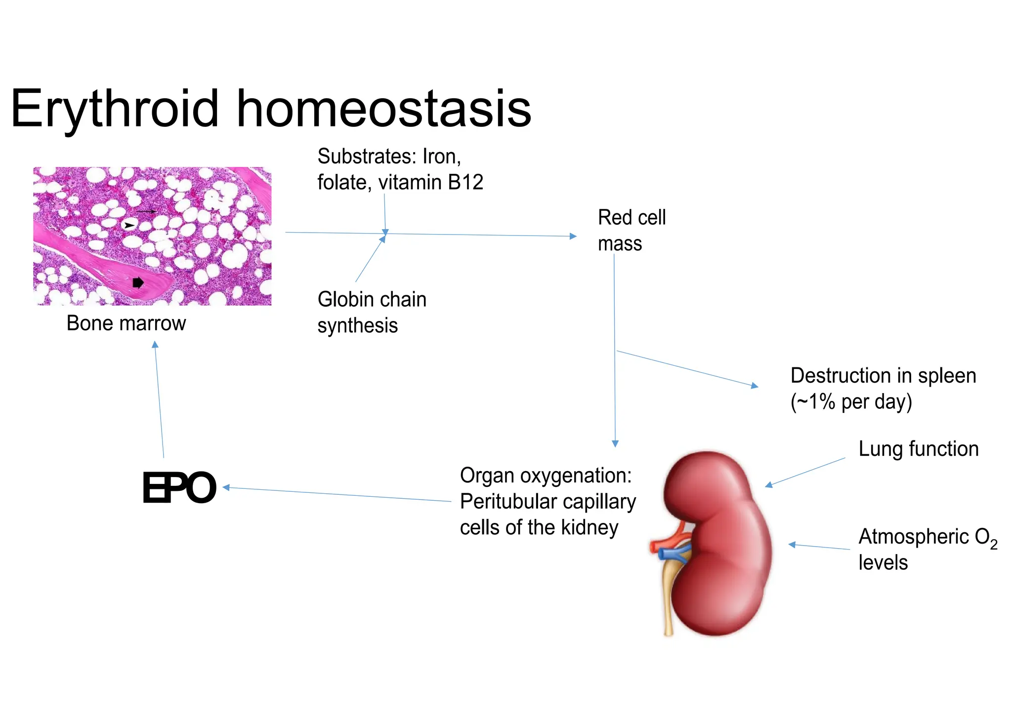 Bone O2 Haematological Anaemia with description about types of anemia ...