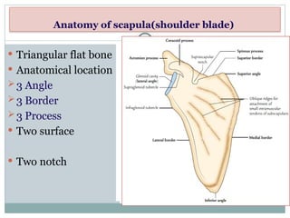 Rabbit Triangular Scapula 2.Anatomy of upper limb (1) @2024.jdfnksjfnhaklndlkz | PPTX