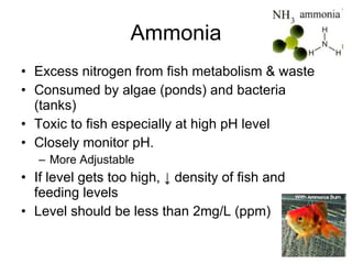 Ammonia Excess nitrogen from fish metabolism & waste Consumed by algae (ponds) and bacteria (tanks) Toxic to fish especially at high pH level Closely monitor pH. More Adjustable If level gets too high,  ↓ density of fish and feeding levels Level should be less than 2mg/L (ppm) 