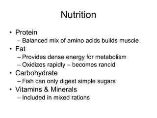 Nutrition Protein Balanced mix of amino acids builds muscle Fat Provides dense energy for metabolism Oxidizes rapidly – becomes rancid Carbohydrate Fish can only digest simple sugars Vitamins & Minerals Included in mixed rations 