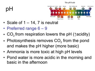 pH Scale of 1 – 14, 7 is neutral Preferred range 6 – 9 CO 2  from respiration lowers the pH ( ↑acidity) Photosynthesis removes C O 2  from the pond and makes the pH higher (more basic) Ammonia is more toxic at high pH levels Pond water is more acidic in the morning and basic in the afternoon 