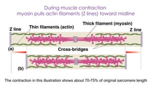 Midline Ridge Muscle 2.17.2025 - ATP and Muscle Contraction.pptx