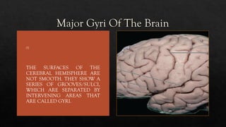 The Major Gyri Of The Human Brain.. pptx | PPTX