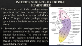 Gyri Brain Function The Major Gyri Of The Human Brain.. pptx | PPTX