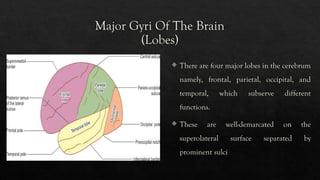 The Major Gyri Of The Human Brain.. pptx | PPTX