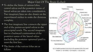 The Major Gyri Of The Human Brain.. pptx | PPTX