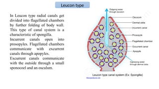 Porifera phylum introduction& basic concepts | PPTX