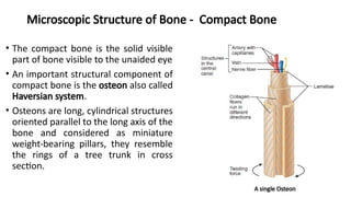 Parallel Medium Bone 2. Skeletal System-2.pptx bone and skeletal | PPTX