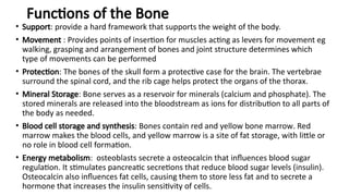 2. Skeletal System-2.pptx bone and skeletal | PPTX