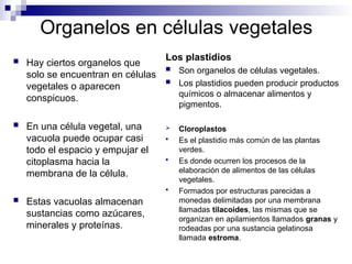 Organelos en células vegetales
 Hay ciertos organelos que
solo se encuentran en células
vegetales o aparecen
conspicuos.
 En una célula vegetal, una
vacuola puede ocupar casi
todo el espacio y empujar el
citoplasma hacia la
membrana de la célula.
 Estas vacuolas almacenan
sustancias como azúcares,
minerales y proteínas.
Los plastidios
 Son organelos de células vegetales.
 Los plastidios pueden producir productos
químicos o almacenar alimentos y
pigmentos.
 Cloroplastos
 Es el plastidio más común de las plantas
verdes.
 Es donde ocurren los procesos de la
elaboración de alimentos de las células
vegetales.
 Formados por estructuras parecidas a
monedas delimitadas por una membrana
llamadas tilacoides, las mismas que se
organizan en apilamientos llamados granas y
rodeadas por una sustancia gelatinosa
llamada estroma.
 