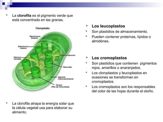  La clorofila es el pigmento verde que
está concentrado en las granas.
 La clorofila atrapa la energía solar que
la célula vegetal usa para elaborar su
alimento.
 Los leucoplastos
 Son plastidios de almacenamiento.
 Pueden contener proteínas, lípidos o
almidónes.
 Los cromoplastos
 Son plastidios que contienen pigmentos
rojos, amarillos o anaranjados.
 Los cloroplastos y leucoplastos en
ocasiones se transforman en
cromoplastos.
 Los cromoplastos son los responsables
del color de las hojas durante el otoño.
 