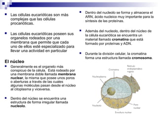  Las células eucarióticas son más
complejas que las células
procarióticas.
 Las células eucarióticas poseen sus
organelos rodeados por una
membrana que permite que cada
uno de ellos esté especializado para
llevar una actividad en particular
El núcleo
 Generalmente es el organelo más
conspicuo de la célula. Está rodeado por
una membrana doble llamada membrana
nuclear, la misma que posee unos poros
o aberturas a través de las cuales
algunas moléculas pasan desde el núcleo
al citoplasma y viceversa.
 Dentro del núcleo se encuentra una
estructura de forma irregular llamada
nucleolo.
 Dentro del nucleolo se forma y almacena el
ARN, ácido nucleico muy importante para la
síntesis de las proteínas.
 Además del nucleolo, dentro del núcleo de
la célula eucariótica se encuentra un
material llamado cromatina que está
formado por proteínas y ADN.
 Durante la división celular, la cromatina
forma una estructura llamada cromosoma.
 