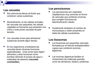 Las vacuolas
 Son estructuras llenas de fluido que
contienen varias sustancias.
 Generalmente, en las células animales,
las vacuolas son pequeñas; las células
vegetales es frecuente que presenten una
única o unas pocas vacuolas de gran
tamaño.
 Las vacuolas sirven para almacenar
sustancias durante algún tiempo.
 En los organismos unicelulares las
vacuolas tienen diversas funciones
especializadas. Unas sirven para digerir
alimentos y otras funcionan como
bombas retirando el exceso de agua o
materiales de desecho (vacuolas
contráctiles).
Los peroxisomas
 Los peroxisomas son organelos
citoplásmicos muy comunes en forma
de vesículas que contienen enzimas
que cumplen funciones de
desintoxificación celular.
 Inicialmente recibieron el nombre de
microcuerpos y están presentes en
todas las células eucarioticas.
Los lisosomas
 Los lisosomas son pequeñas vesículas
formadas por el retículo endoplasmático
rugoso que contienen enzimas
digestivas.
 Las enzimas digestivas facilitan el
rompimiento de moléculas grandes
como los almidones, lípidos y proteínas.
 