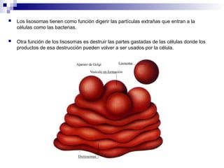  Los lisosomas tienen como función digerir las partículas extrañas que entran a la
células como las bacterias.
 Otra función de los lisosomas es destruir las partes gastadas de las células donde los
productos de esa destrucción pueden volver a ser usados por la célula.
 