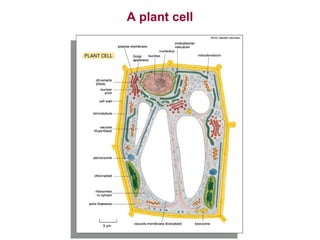 2. Molecular Cell Biology 1 Basics of Molecular Biology.ppt