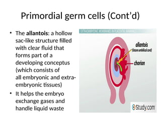 Conceptus Structures 2.0 Embryology of the reproductivel system, Intersex, Congenital-1.ppt