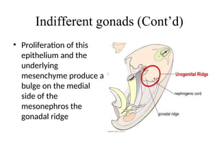 2.0 Embryology of the reproductivel system, Intersex, Congenital-1.ppt