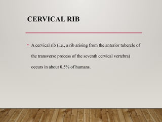 2. Typical and atypical ribs anatomy.pptx