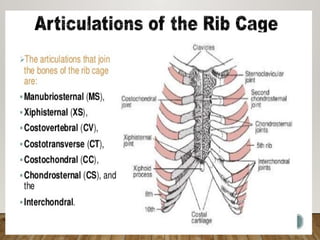 2. Typical and atypical ribs anatomy.pptx