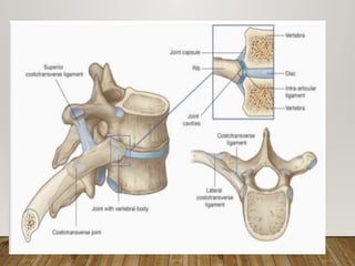 2. Typical and atypical ribs anatomy.pptx