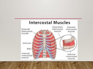 2. Typical and atypical ribs anatomy.pptx