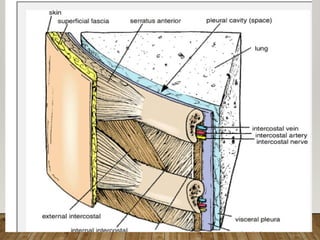 2. Typical and atypical ribs anatomy.pptx