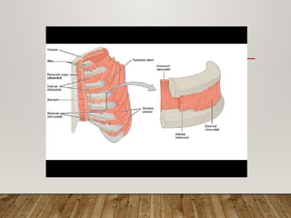 2. Typical and atypical ribs anatomy.pptx