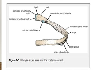 Noticeable Ribs 2. Typical and atypical ribs anatomy.pptx