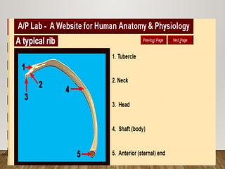 2. Typical and atypical ribs anatomy.pptx