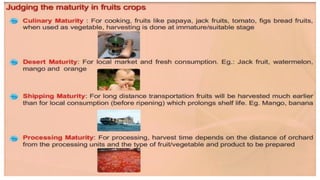 2. Maturity Indices of Fruits&Vegetables | PDF