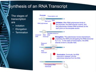 Exploring Rna Transcripts 2. transcription dna and rna and protien | PPTX
