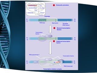 2. transcription dna and rna and protien | PPTX
