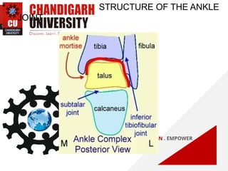 inversion and eversion BIOMECHANICS OF ANKLE.pptx