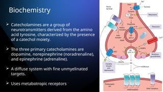 Comprehensive Overview of Neurotransmitters: Functions, Types, and ...