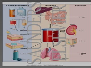 Comprehensive Overview of Drug Administration Routes and Their ...